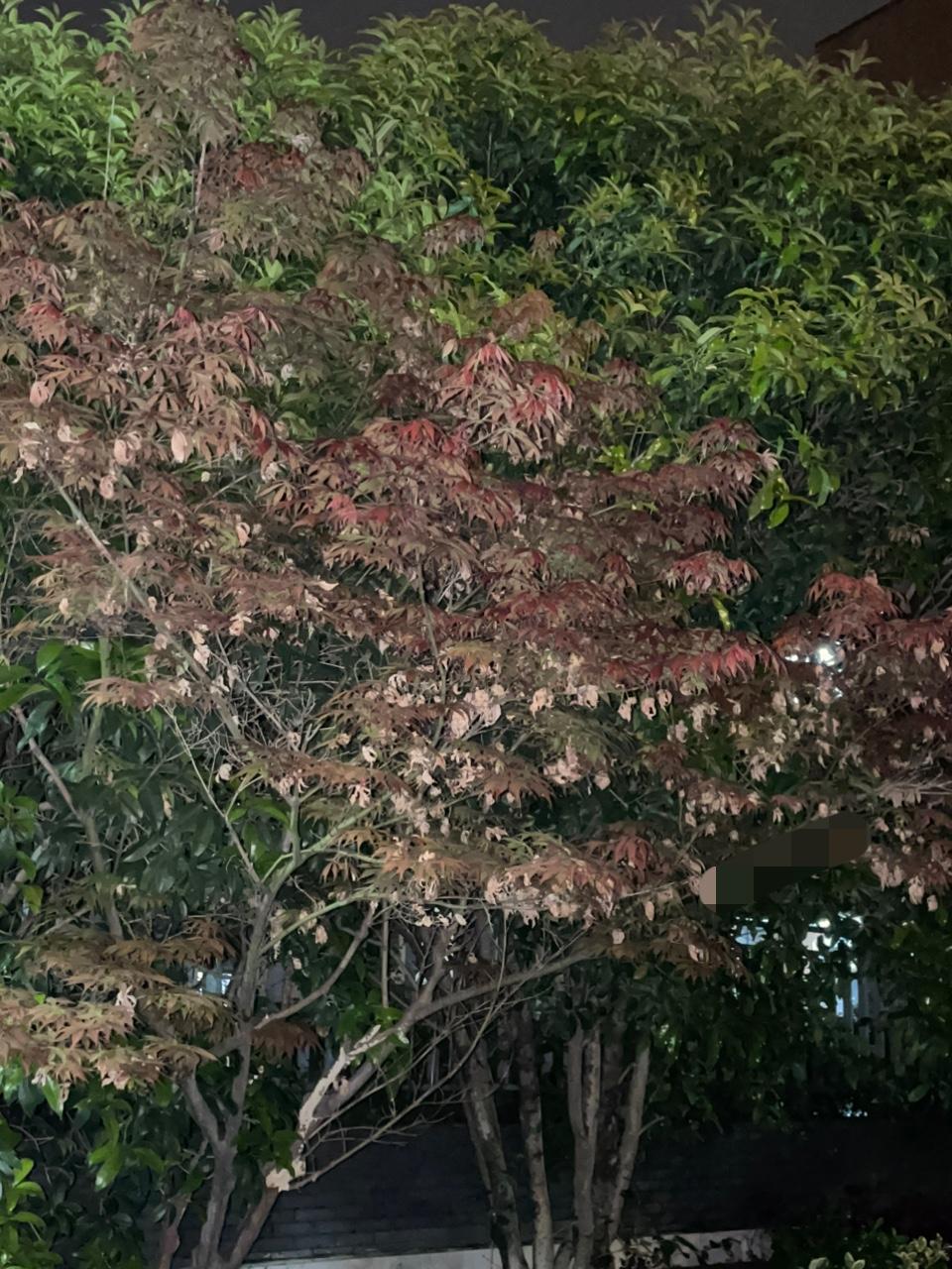 我认为拍夜景比在白天拍照更具浪漫氛围。特别是在五彩斑斓的霓虹灯映照下，拍出来的照