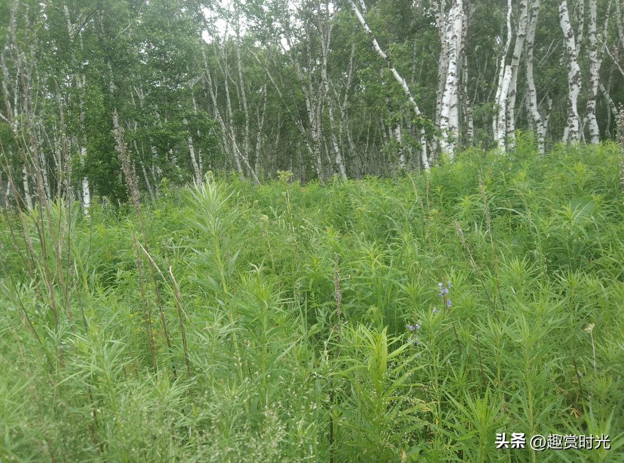 走进这片白桦林，仿佛踏入了一个被时光温柔以待的世界。

笔直的白桦树傲然挺立，洁