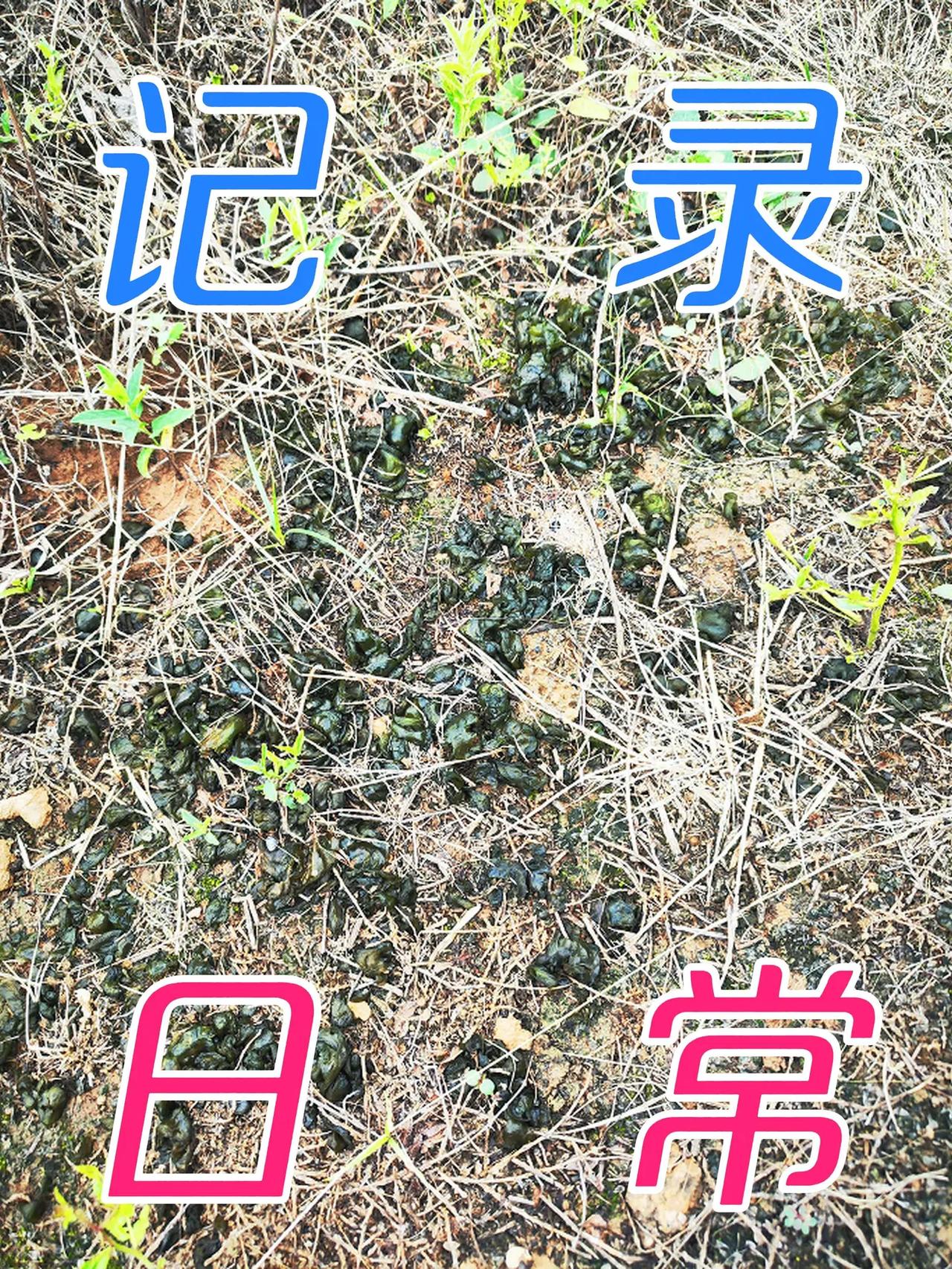 雨过天晴，地软越来越多了，没有人摘啊。地软野菜 野外杂草 田间杂草 土地杂草