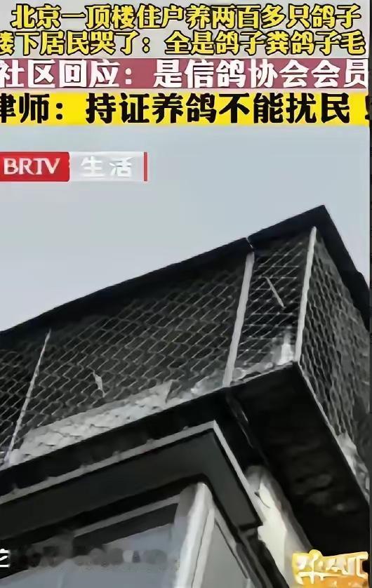 北京一男子花235万元买套房子，结果楼上邻居养了200多只鸽子，他忍无可忍就想把