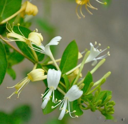  
 
打油诗·金银花其一
 
金银花开格外香，
白花素净黄花靓。
不跟百花争风