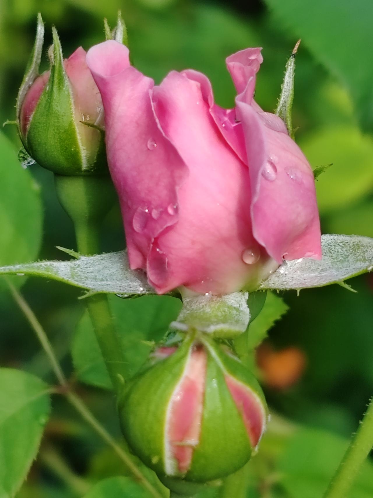 记录我的2026七月随手拍一一雨中的月季。