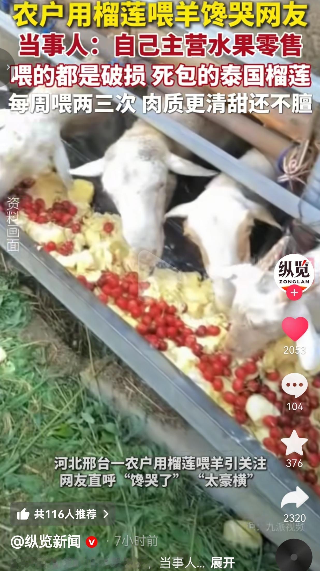 水果店老板拿破损榴莲喂羊，每周两三次，羊肉清甜无膻味，网友直呼太豪横
 
看着是