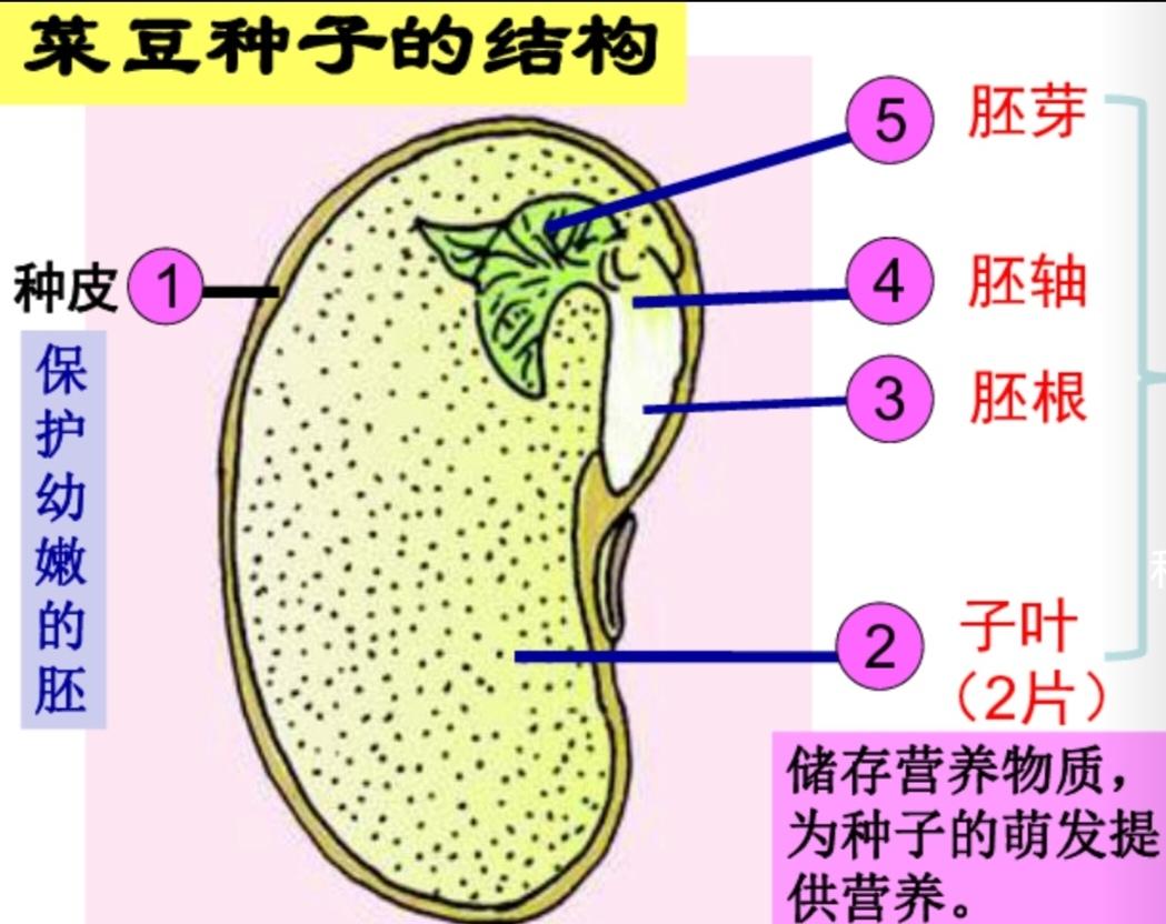 考公必考题
种子萌发的条件：（1）内因：有活力完整的胚。度过休眠期的种子。有充足
