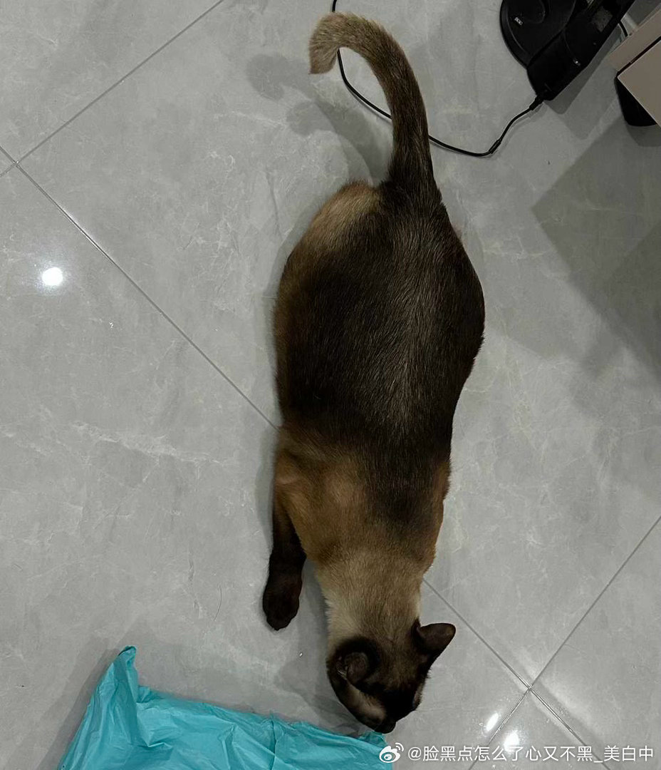 3937只黑脸怎么办家里有老鼠 