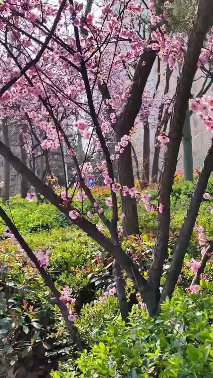 菩萨蛮•春三月田畴现忙人2575
作者/平常心
（2026.4.2.6:50）