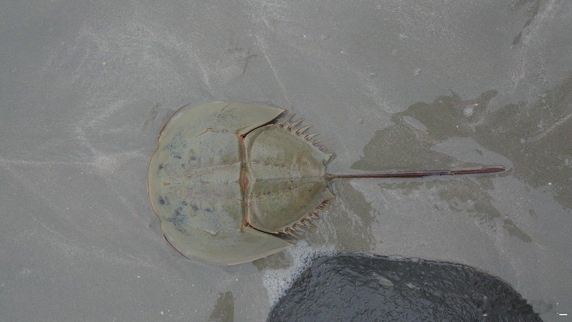 BBC镜头里的野性广东  BBC的镜头太会拍了，在他的镜头下，我们能看到广东这个