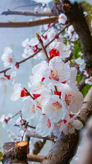 杏花
杏花开时满树白，
深夜轮廓更鲜明。
花枝花蕊和花瓣，
沉浸努力表达中。
汇