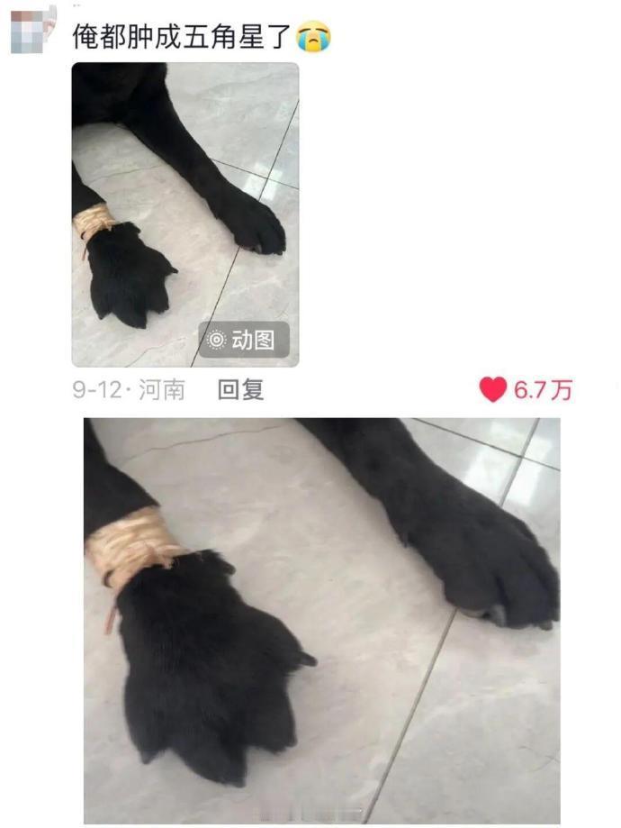 过敏的猫猫狗狗怎么这么好笑 ​​​