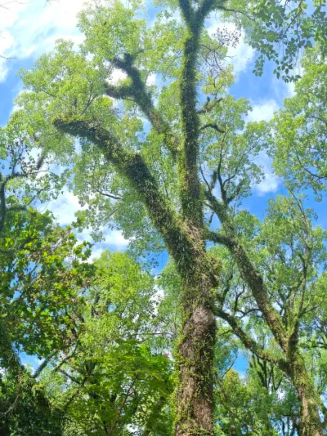 今天一个人来到了公园儿，公园儿不大，但是挺干净，树木特别的多，典型的南方的小公园
