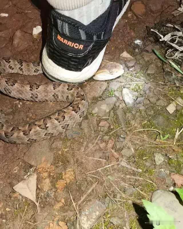 运气好啊，昨晚蛇从钓箱底下穿过，无意中踩中的是🐍的七寸！