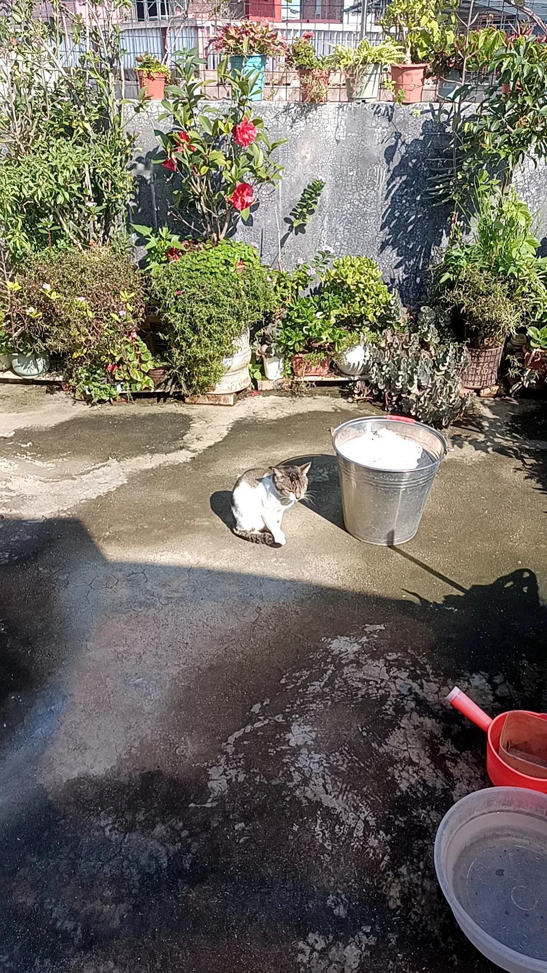 新的一年想多陪陪谁我的阿咪在阳光下好惬意啊。