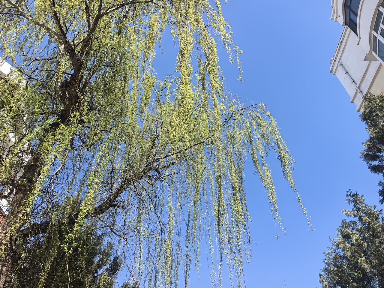 陪老妈散步，没想到，小区里也处处是风景。桃花谢了，樱花正红；柳丝舞姿曼妙，榆叶梅