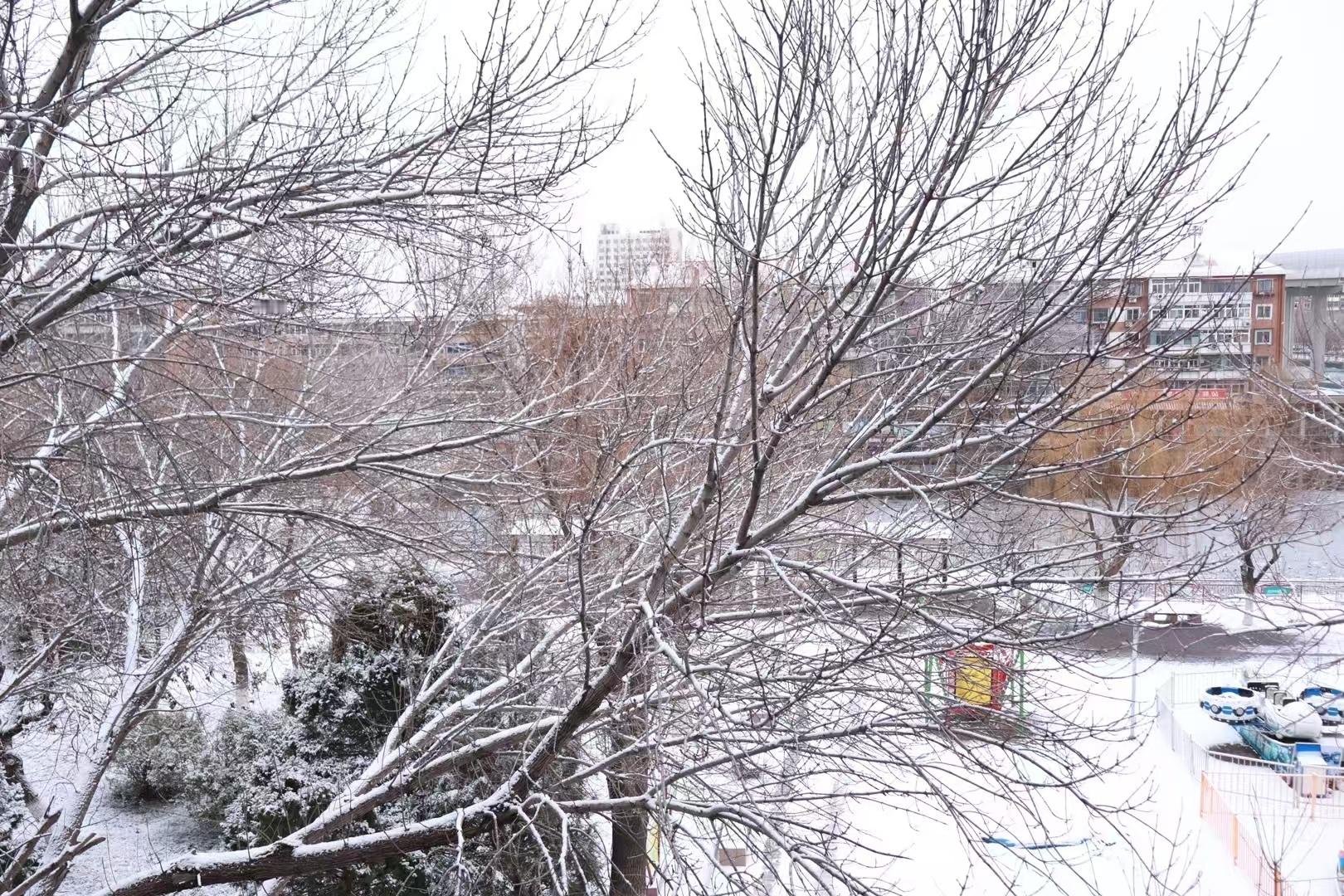 天津的朋友圈被雪刷屏了 终于迎来天津的第一场雪！朋友圈的小伙伴们都在疯狂晒图。 