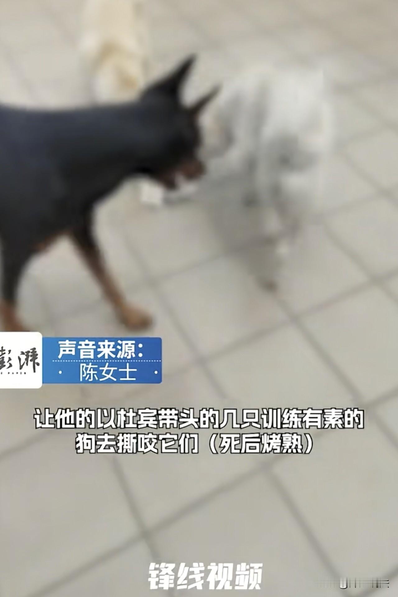 广东东莞，女子将养了多年的狗送养，哪想到没几天就被领养人拉黑，一年后，她在一个视