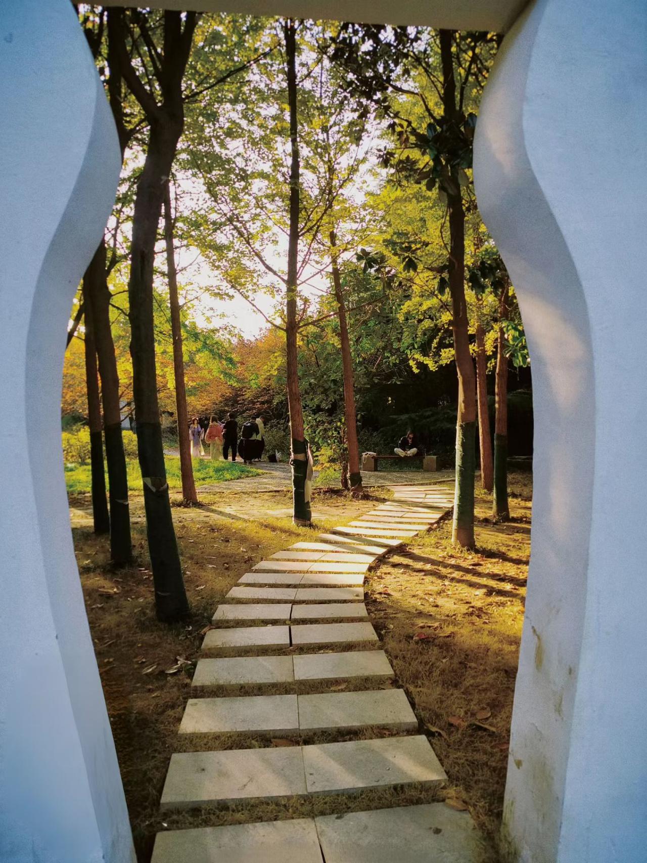 寻找秋天可以分享一张秋景树叶的照片吗 为了欣赏秋天，每天上班改为走路，可以多看看