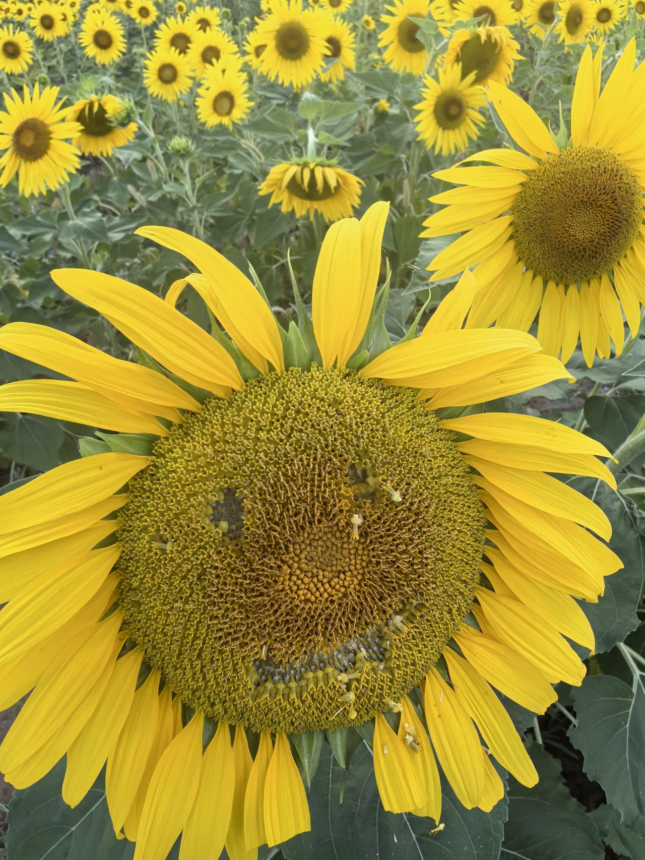 向日葵花田，阳光明媚，生机勃勃！🌻🌞
——拍摄于龙城大街东延融创小区附近！