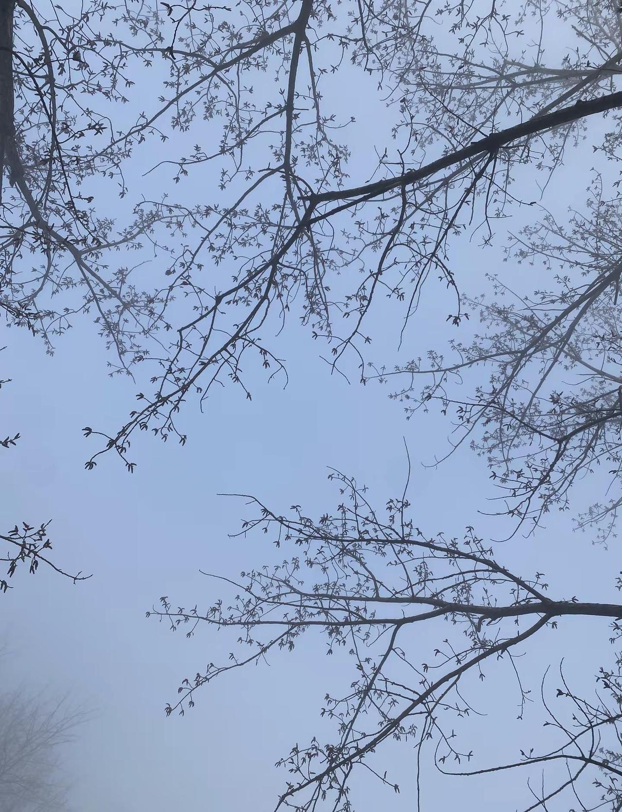 江苏天气很好 你好不好.枯木逢春 琼枝