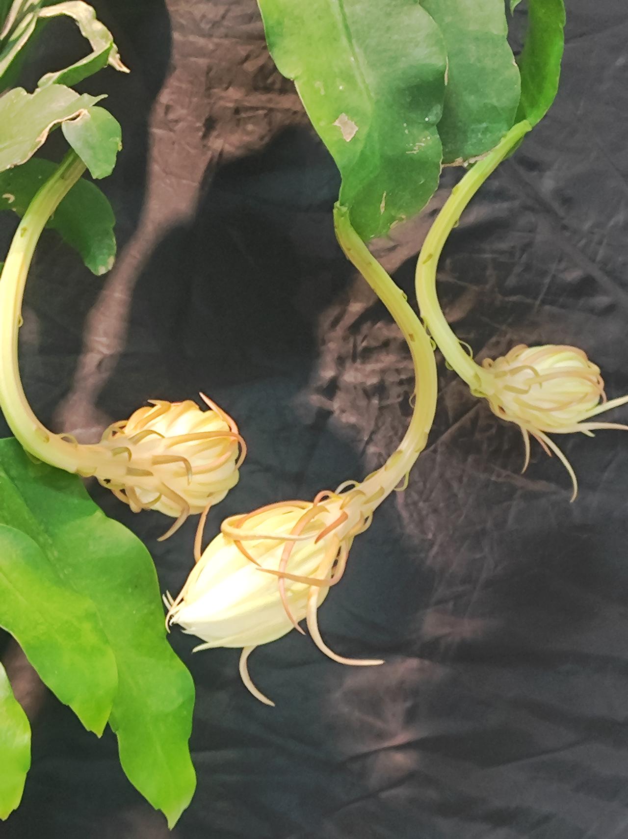 又见昙花展
