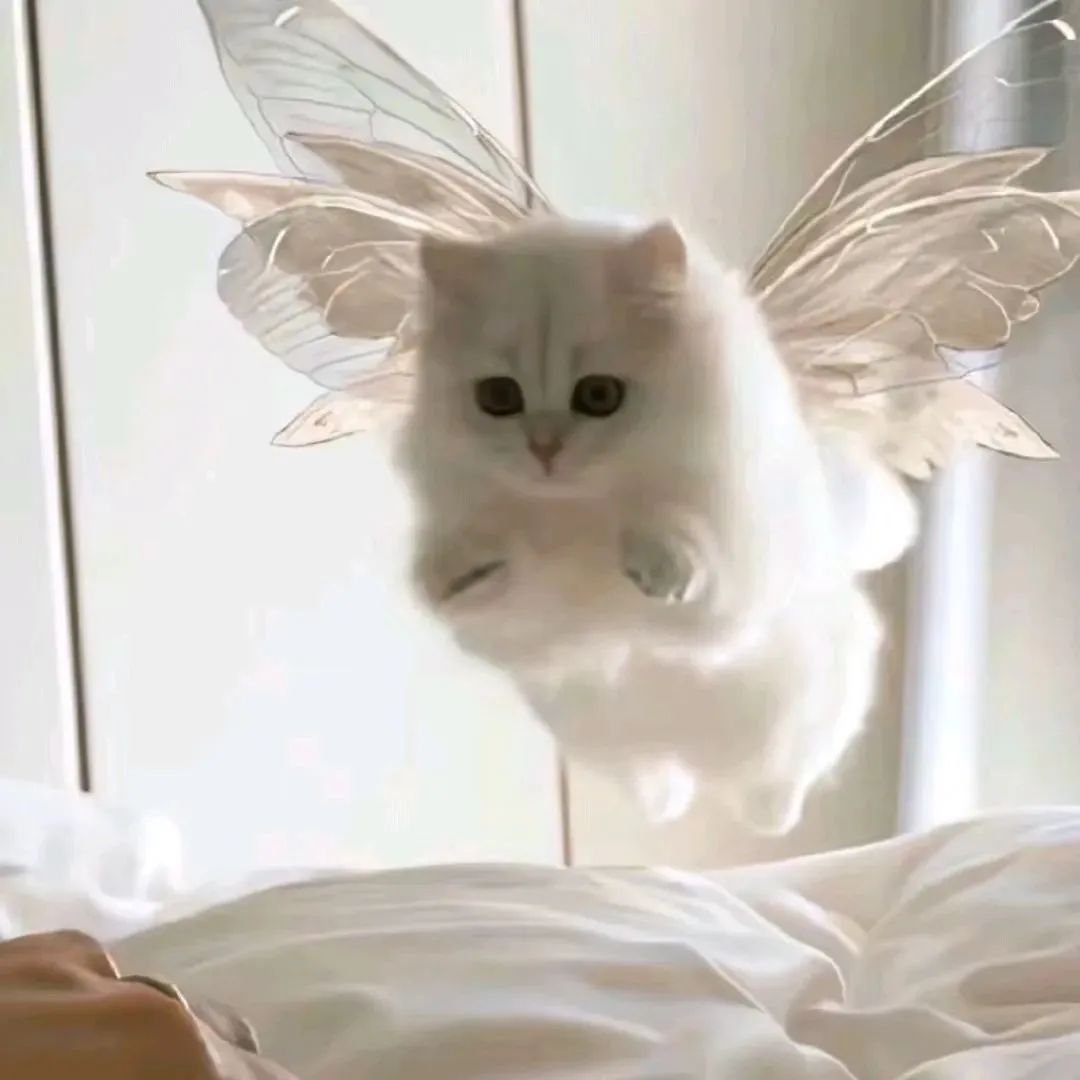 可怜巴巴小猫头像 