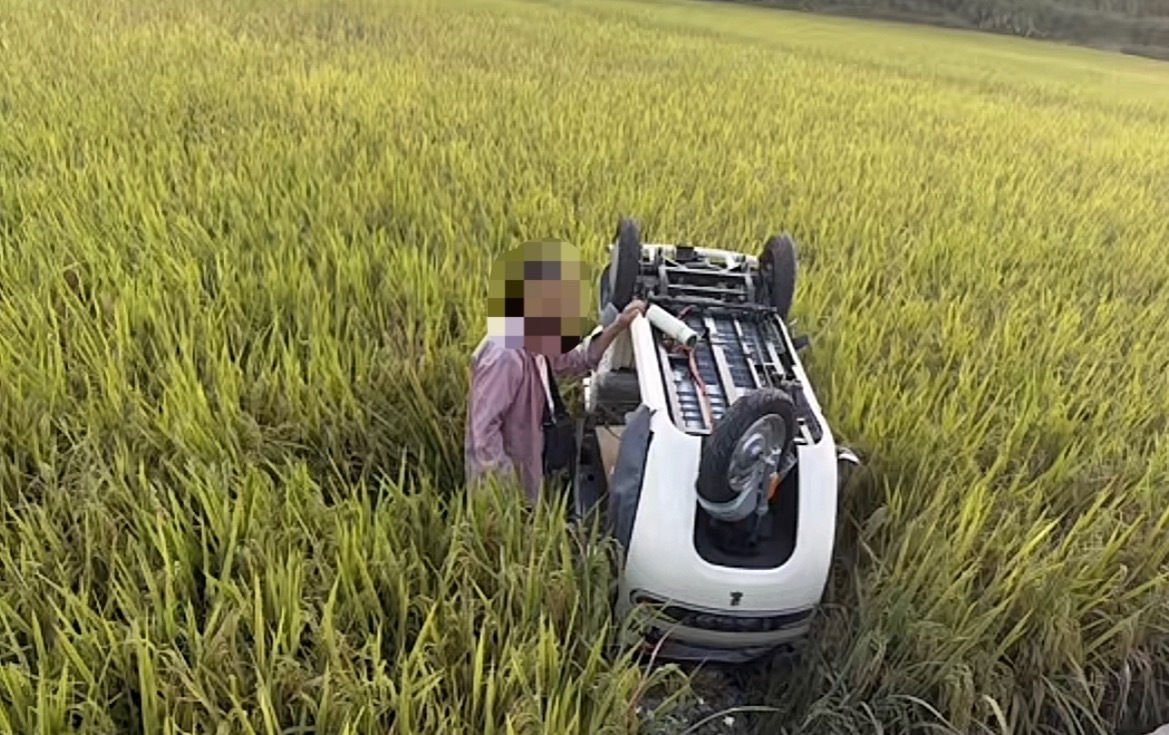 近日，玉林苍院老人骑电三轮车冲到禾田翻车，稻谷都被破坏了吧？  ​​​