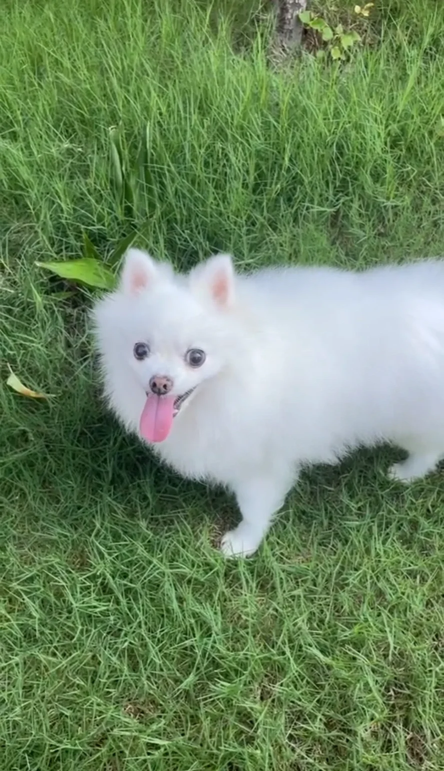 哇，7岁+老年狗狗吃这个也给我太多惊喜了！