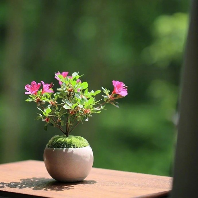 一花一叶，绿意红情
