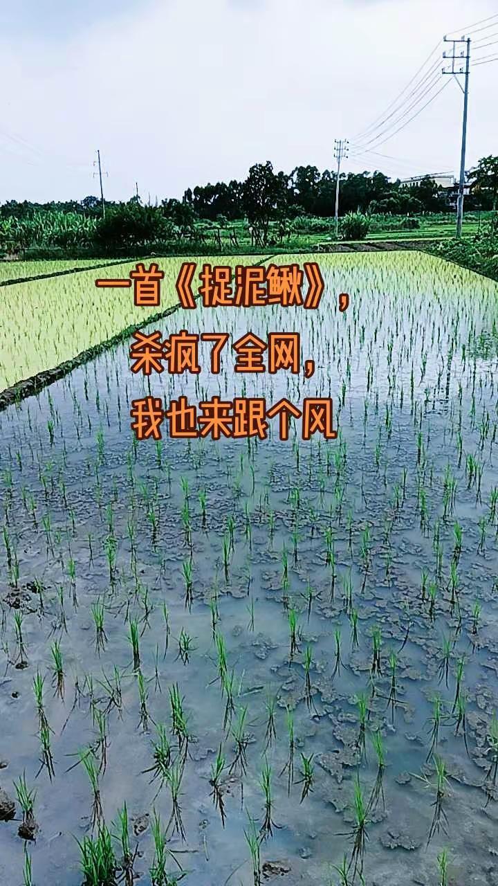 一首《捉泥鳅》，杀疯了全网，我也来跟个风水稻种植