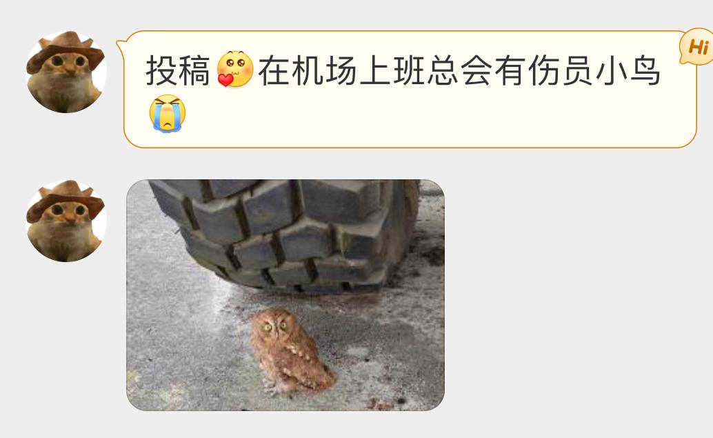 #鸟粉投稿# 机场里的【红角鸮】🦉（猫头鹰是保护鸟类为了安全起飞，机场会有一些