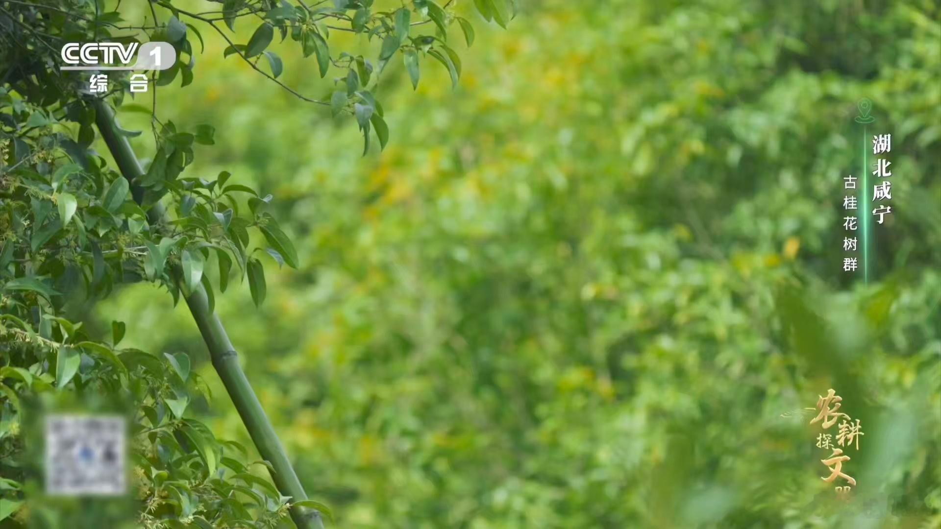 真的看到了桂花雨课文桂花雨具象化了 湖北咸宁桂花采摘现场太惊艳！花开七成采收有讲