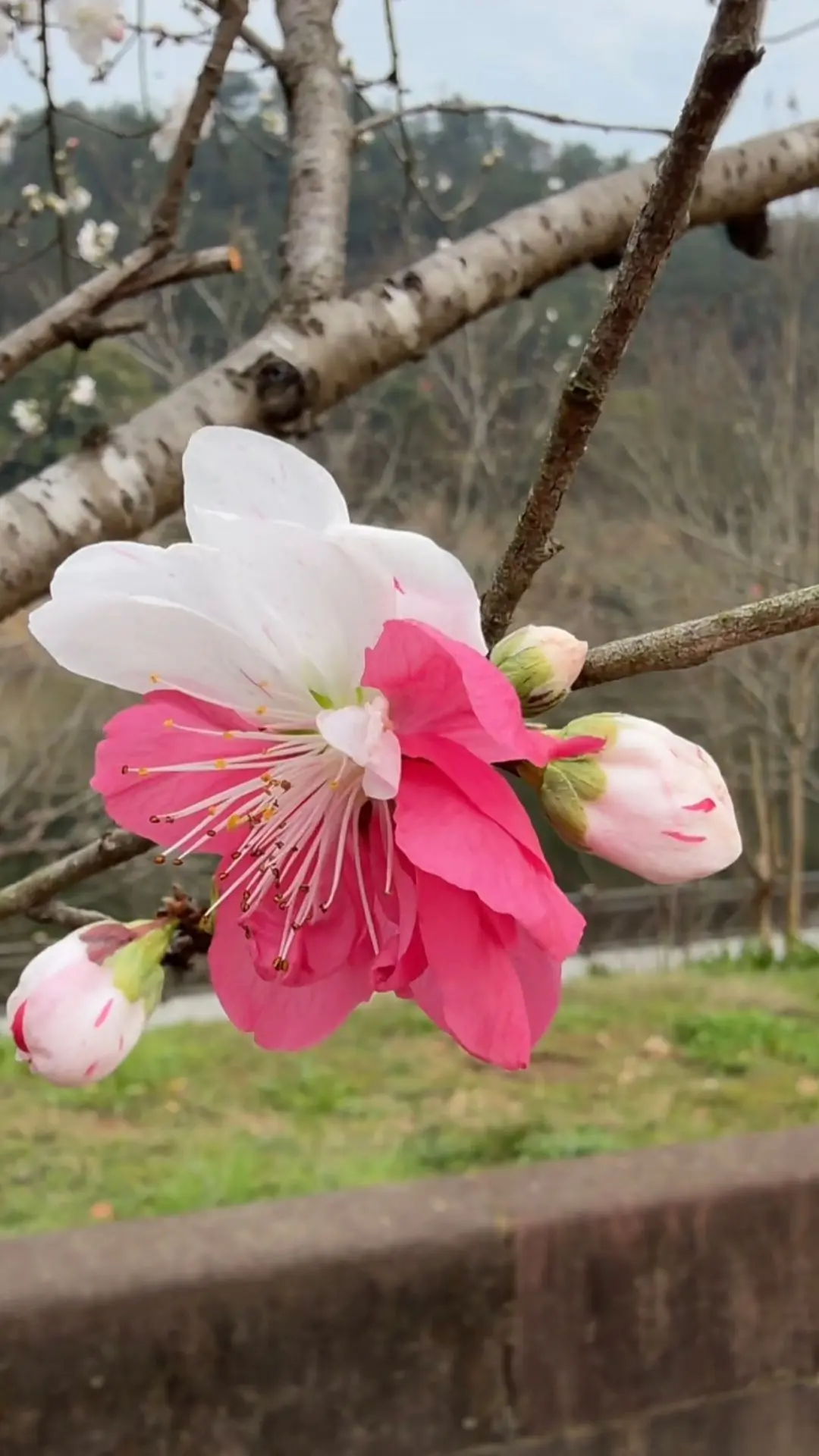 看看你拍的花花🌸🌸