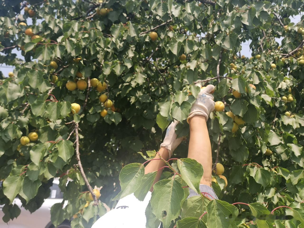 九龙撇车沟村的杏熟了！同事结伴采摘忙，收获满满夏日甜。
初夏时节，九龙撇车沟村的