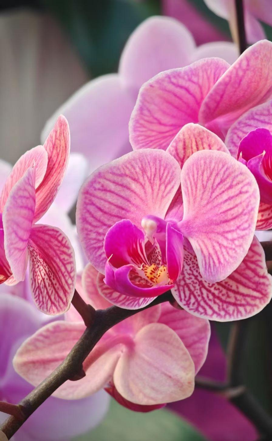 晒图笔记大赛蝴蝶兰开得正好，粉紫的花瓣晕着温柔的纹路，像把春天的温柔都揉进了这一