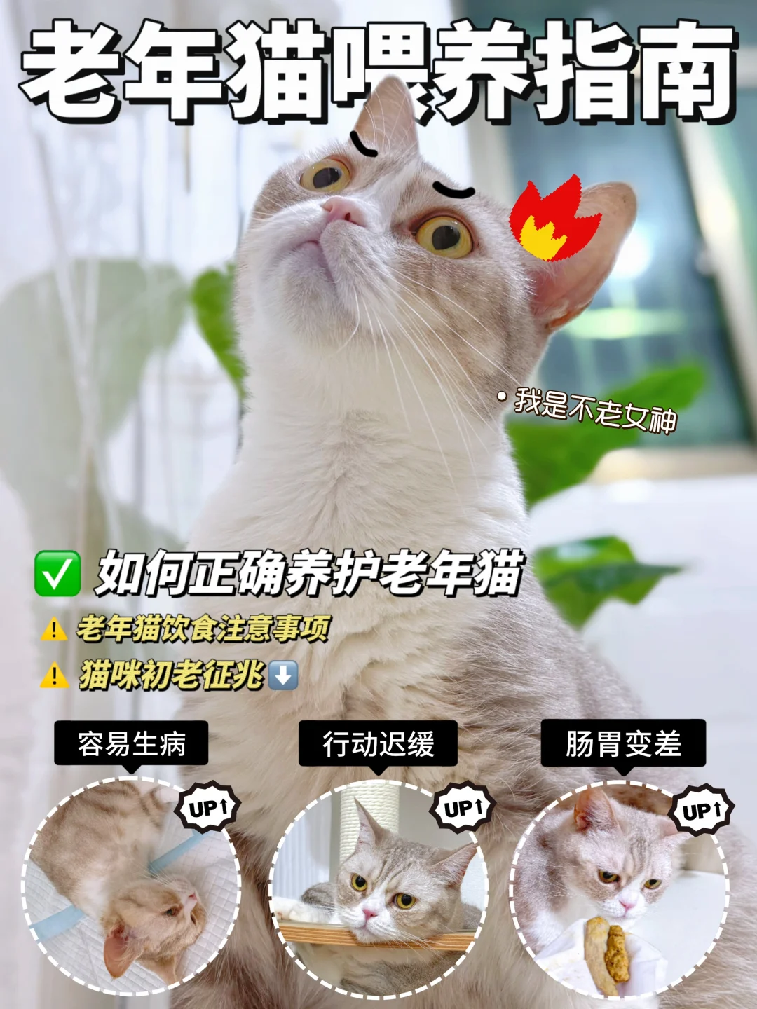 守护猫咪晚年！让它陪我们更长久