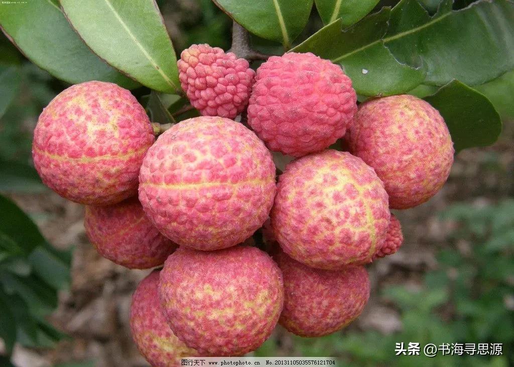 清朝皇帝能随心所欲吃鲜荔枝吗？答案取决于他的地理位置。若在六月的广东、福建产地，