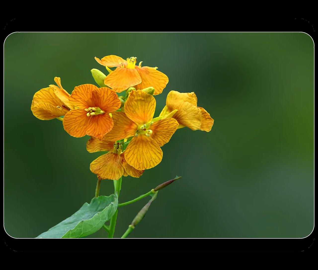 《彩色油菜花》
有道是：“桃花红、李花白、菜花黄”，黄色是油菜花的标准色。那黄色