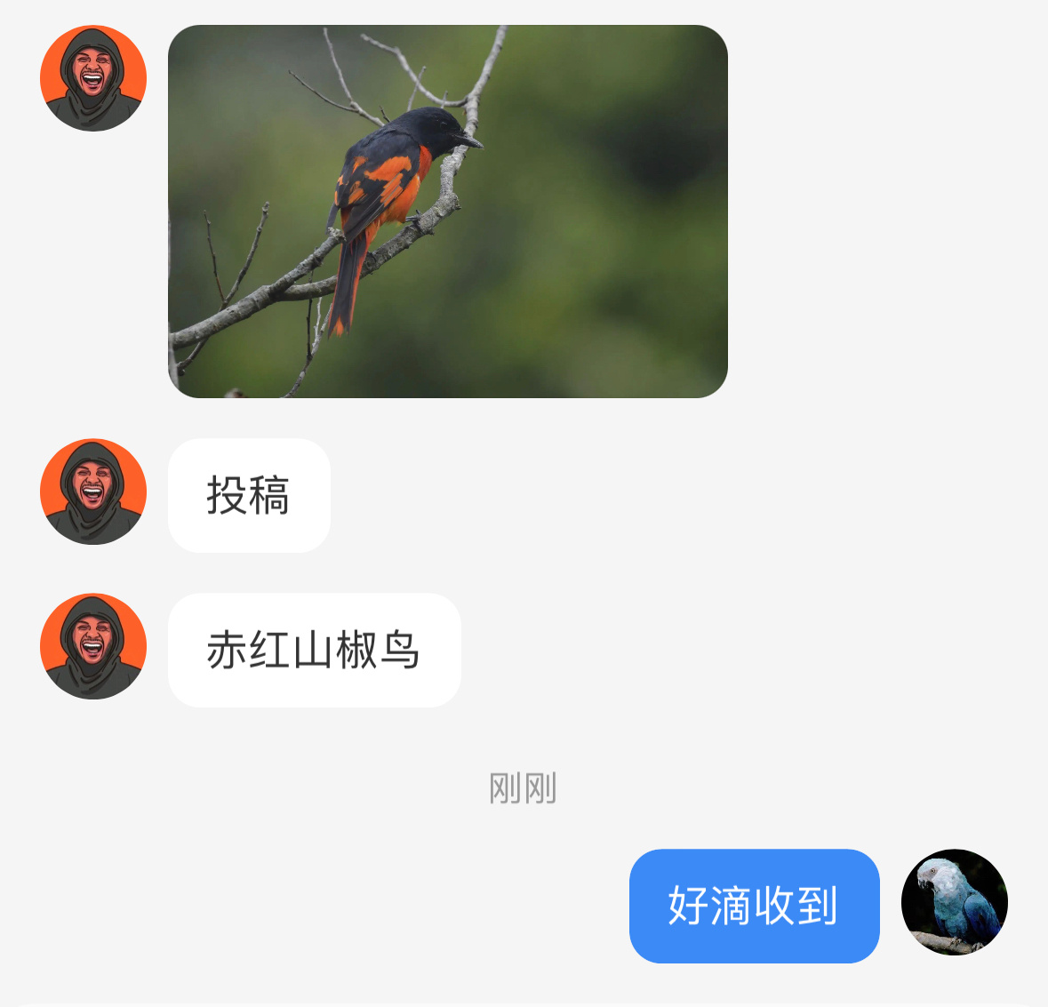 #鸟粉投稿# 色彩鲜艳的【赤红山椒鸟】雌性是黄色的，雄性的颜色就是字面意思～ ​