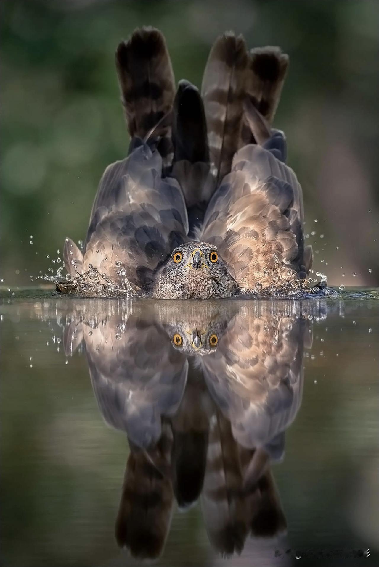 老王的照片分享071
照片来自500PX网站
摄影师：Georg Scharf
