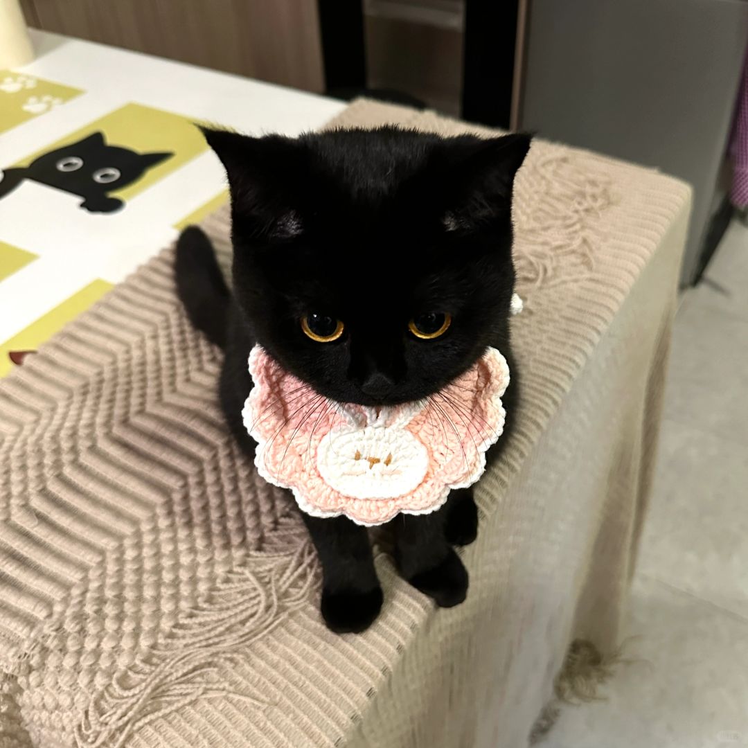 有没有那种一看就是女孩子的小猫啊