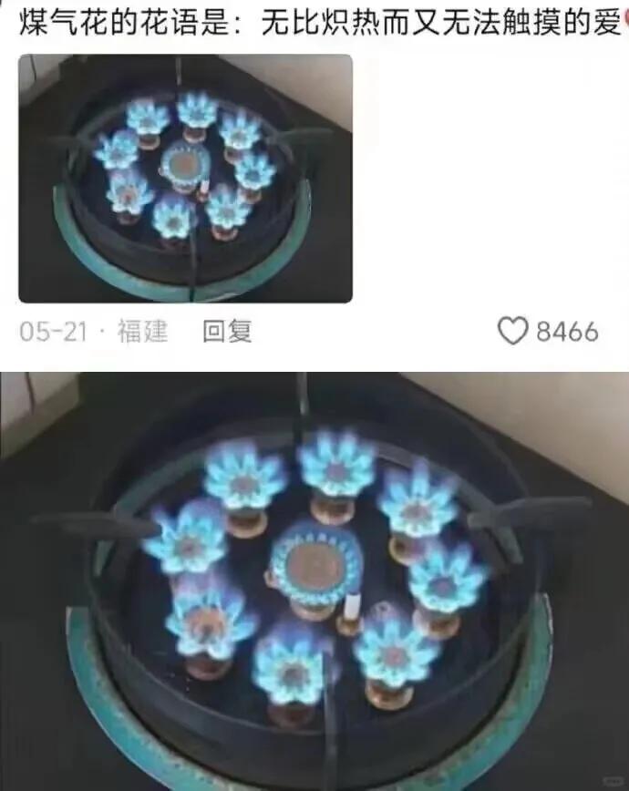煤气花！！！！！
