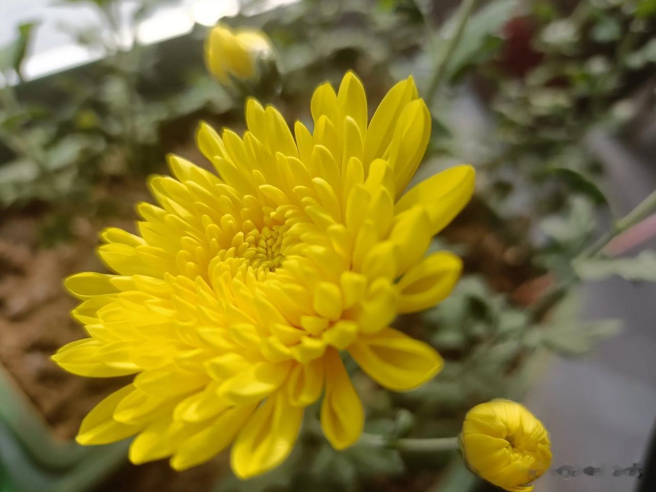 晒晒你拍的春花