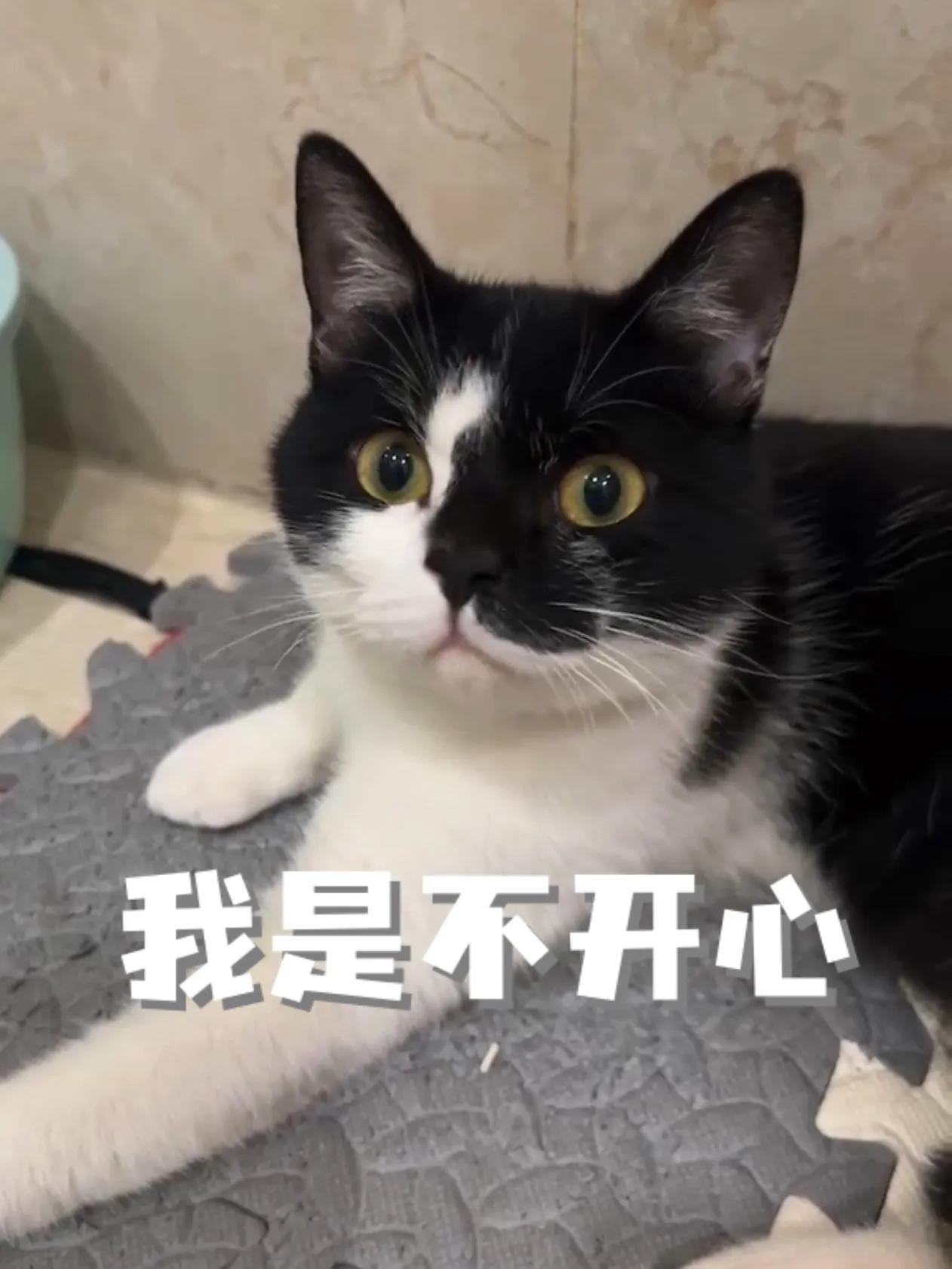 大喜讯！我们不开心明年将远赴芬兰开启幸福喵生！！领养人是我多年的爱粉小高姐和先生