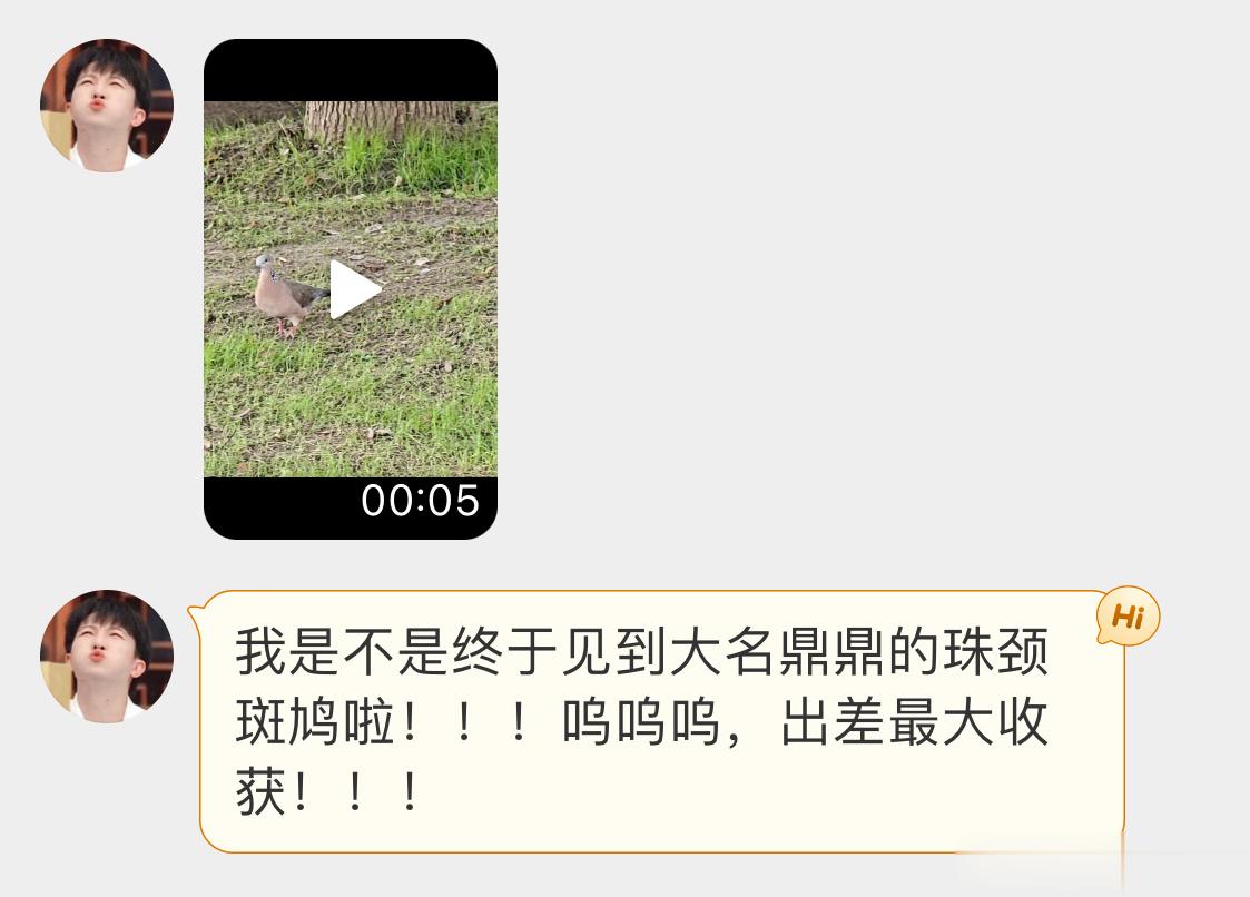 #鸟粉投稿# 珠颈斑鸠魔性的步伐哈哈哈 ​​​