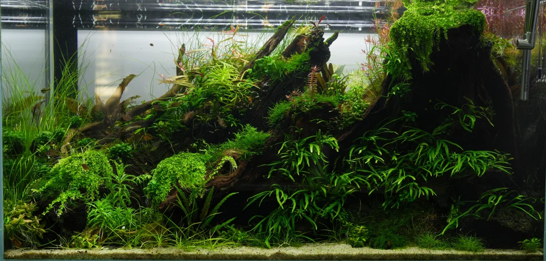 90cm草缸成景全纪录（三）
