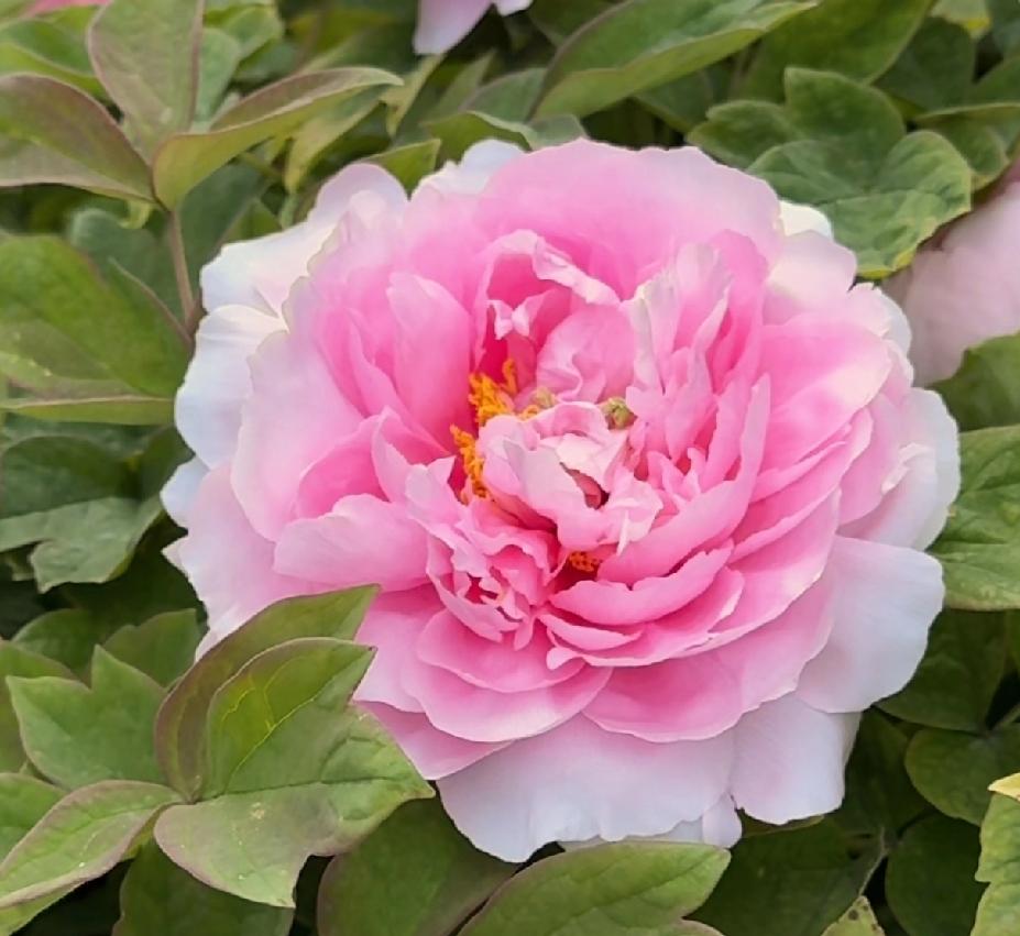 谁有花草照片，可以晒下吗唯有牡丹真国色，花开时节动京城。