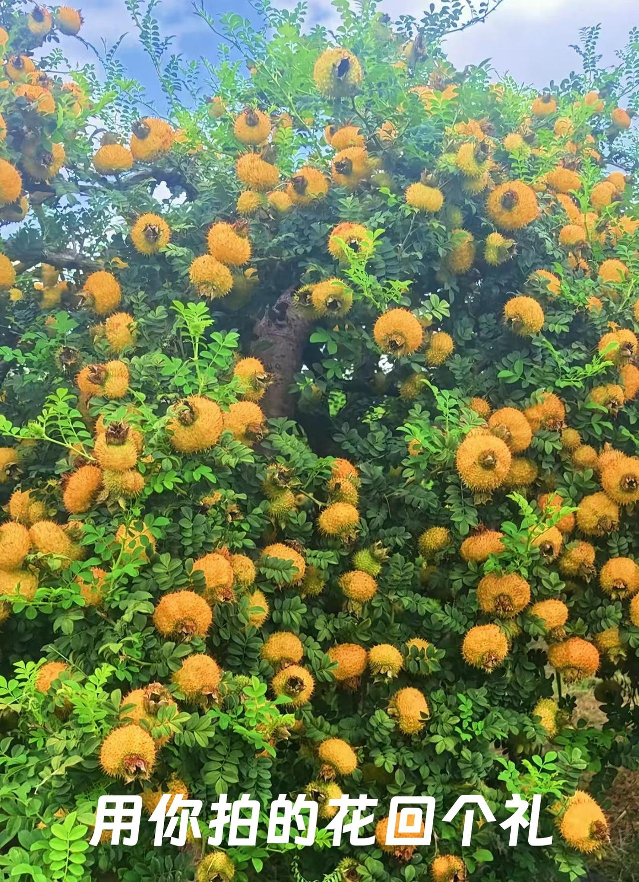 现在A股的操作难度越来越大，特别是在有量化的情况下，冲高回落的概率太大了，但凡长