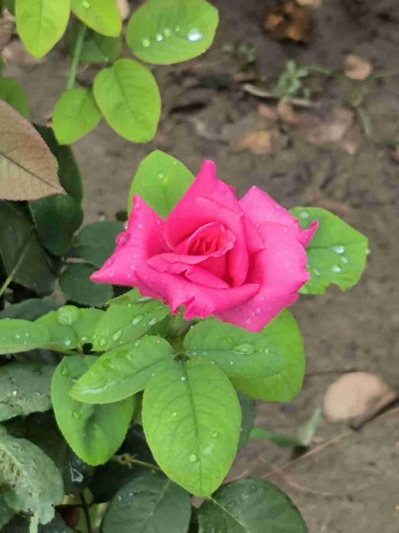 我的今日状态：😁轻松愉快
我这里的天气：🌤️多云
雨中的月季花，水灵灵的美。
