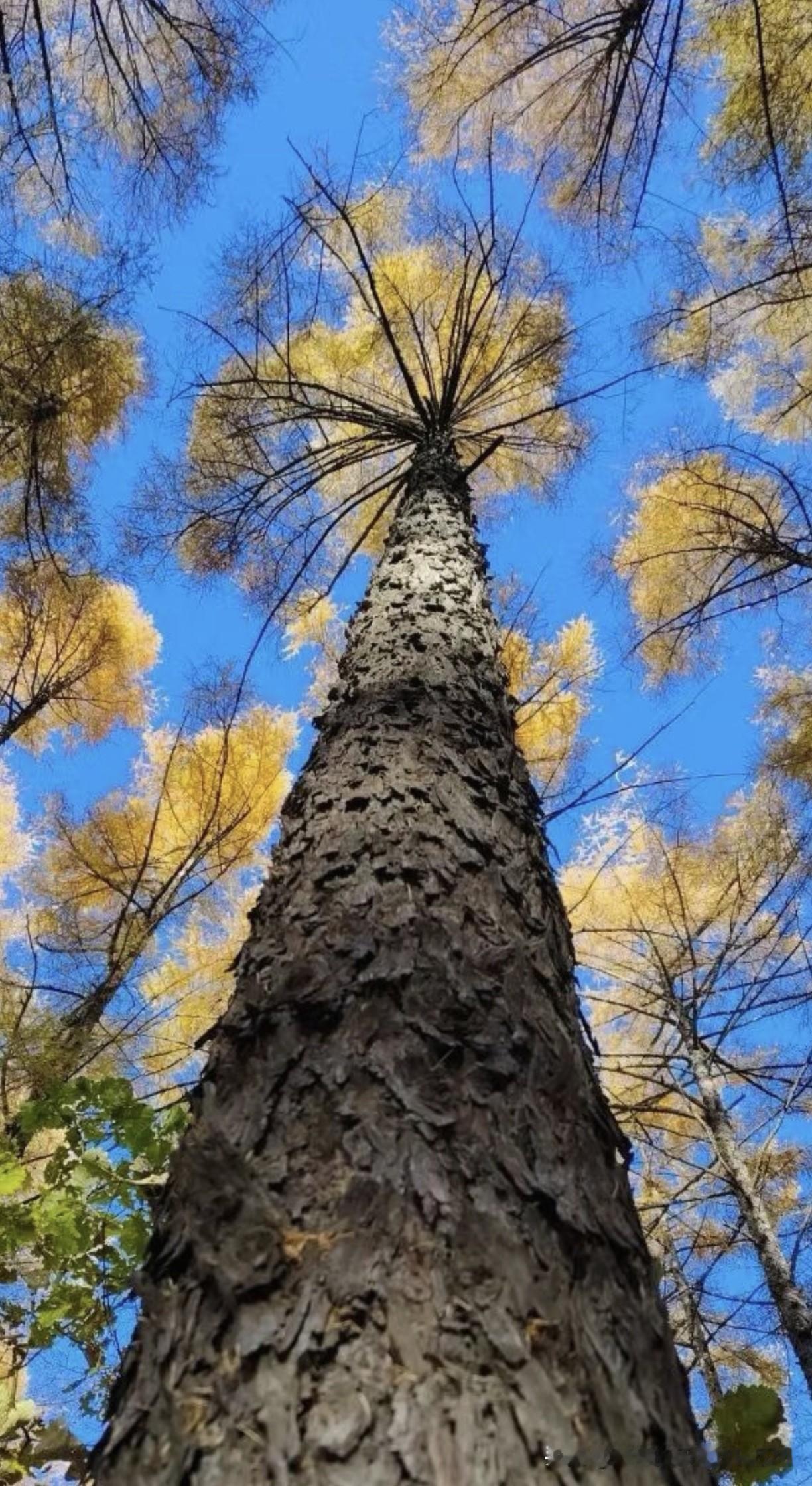 深秋时节，树叶被染成了暖黄，在蔚蓝的天空下，相互映衬，已然是一幅天然的油画。