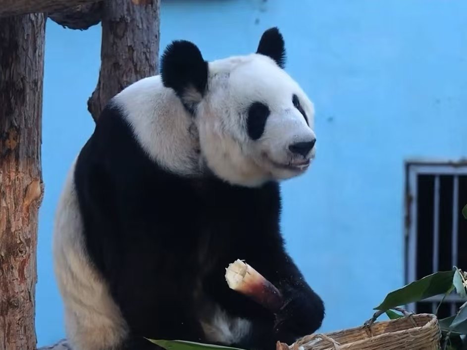 丫丫雪天限定皮肤解锁……圆滚滚的糖霜小熊在线撒欢，谁被萌化了我不说～糖霜丫丫上线