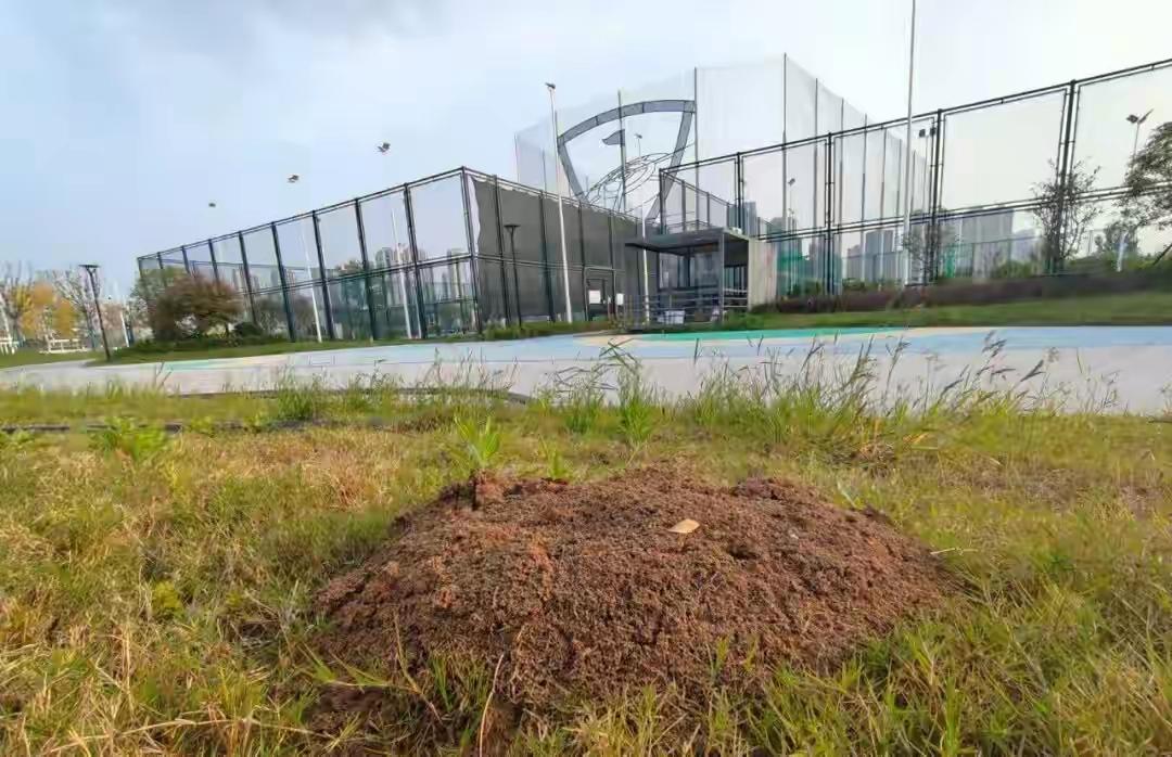 武汉多处已出现，剧毒、攻击性极强！发现立即上报。

前几天武汉有个家长发消息说，